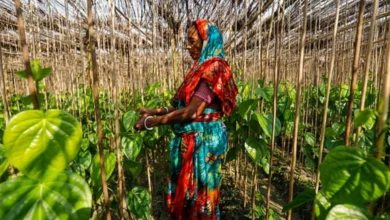 পান রপ্তানি আরও জটিল করে দিল শুল্ক বিভাগ, ক্ষুব্ধ বিএফভিএপিইএ