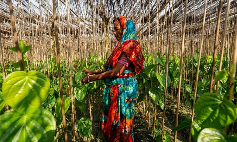 পান রপ্তানি আরও জটিল করে দিল শুল্ক বিভাগ, ক্ষুব্ধ বিএফভিএপিইএ