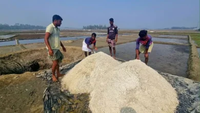 লবণের দাম নেমেছে কেজি পাঁচ টাকায়, গর্তে সংরক্ষণ