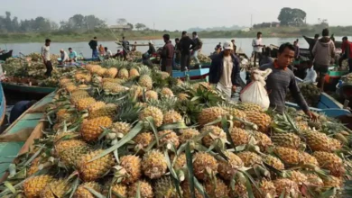 তিন পার্বত্য জেলায় ২ হাজার কোটি টাকার ফলের ব্যবসা