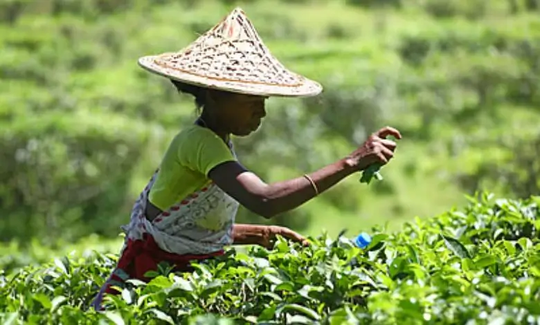 ফ্লোর প্রাইসেও উঠছে না চায়ের উৎপাদন খরচ