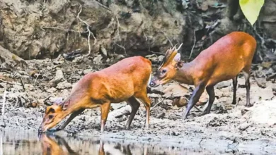 আজ বিশ্ব বন্য প্রাণী দিবস নিরাপদ থাকুক বনের প্রাণীরা