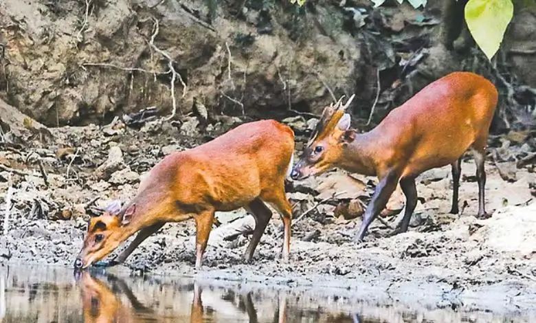 আজ বিশ্ব বন্য প্রাণী দিবস নিরাপদ থাকুক বনের প্রাণীরা