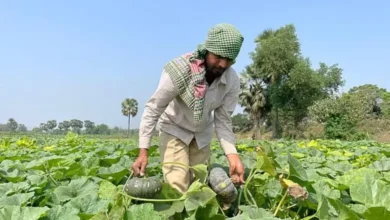 মিষ্টিকুমড়ার চাষে কৃষকের মুখে হাসি, গোমতীর চরে সাফল্যের গল্প