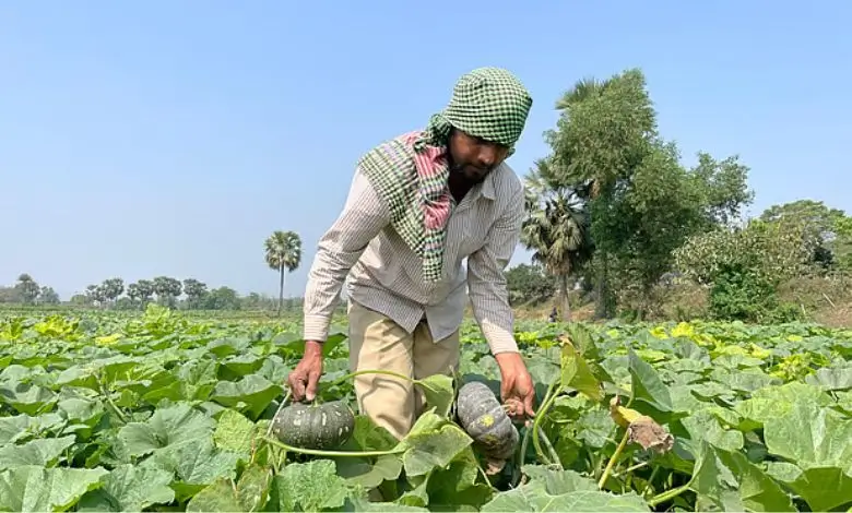 মিষ্টিকুমড়ার চাষে কৃষকের মুখে হাসি, গোমতীর চরে সাফল্যের গল্প