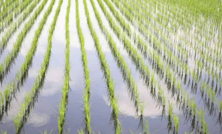 জলবায়ু পরিবর্তনের ধাক্কায় বিপর্যস্ত চাল উৎপাদন, সমাধান প্রযুক্তিনির্ভর কৃষি