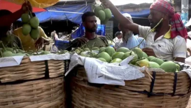সাতক্ষীরার বাগানে ব্যর্থ হাসি: ফলন উদ্দীপনা, দামে হতাশার ছায়া
