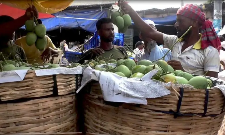 সাতক্ষীরার বাগানে ব্যর্থ হাসি: ফলন উদ্দীপনা, দামে হতাশার ছায়া