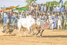 ঘোড়া নয়, ষাঁড়দৌড় প্রতিযোগিতা