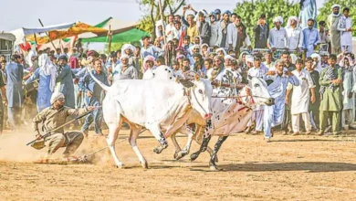 ঘোড়া নয়, ষাঁড়দৌড় প্রতিযোগিতা