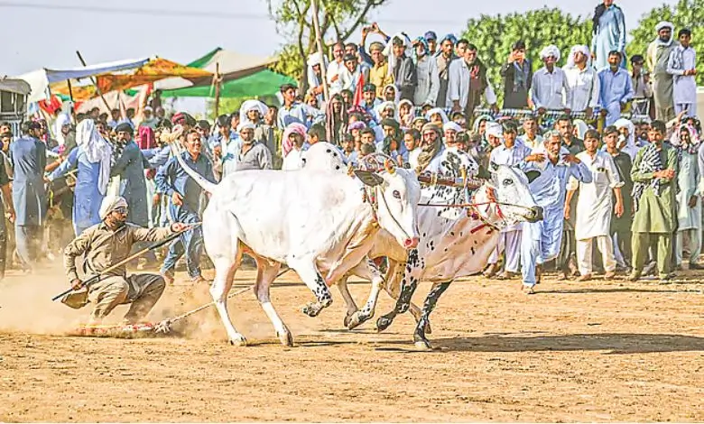 ঘোড়া নয়, ষাঁড়দৌড় প্রতিযোগিতা