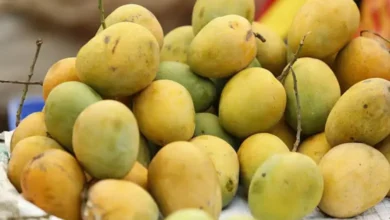 প্রথমবারের মতো আজ চীনে আম রপ্তানি হচ্ছে, যাবে সাতক্ষীরা ও যশোরের আম