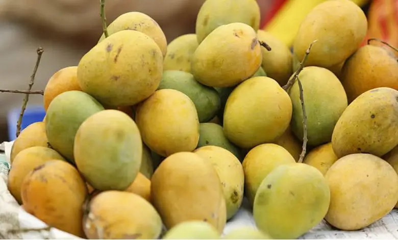 প্রথমবারের মতো আজ চীনে আম রপ্তানি হচ্ছে, যাবে সাতক্ষীরা ও যশোরের আম
