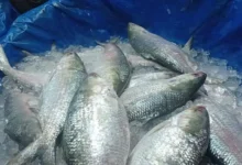 ইলিশ ধরার নিষাধাজ্ঞা ১৫ দিন করার পরামর্শ