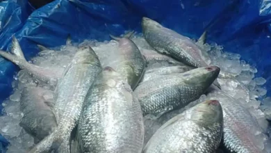 ইলিশ ধরার নিষাধাজ্ঞা ১৫ দিন করার পরামর্শ