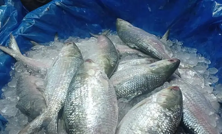 ইলিশ ধরার নিষাধাজ্ঞা ১৫ দিন করার পরামর্শ
