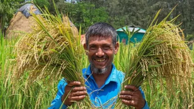 নোয়াখালীর কৃষকেরা কেন হাইব্রিড ধানবীজ থেকে মুখ ফিরিয়ে নিচ্ছেন