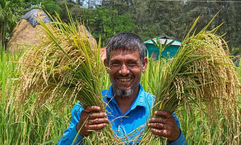 নোয়াখালীর কৃষকেরা কেন হাইব্রিড ধানবীজ থেকে মুখ ফিরিয়ে নিচ্ছেন