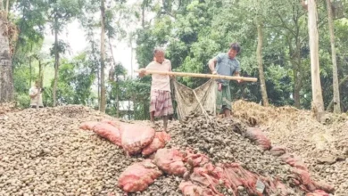 ভাগাড়ে ঠাঁই আলুর, কান্নায় ভাসছে কৃষক