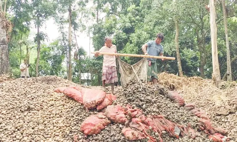 ভাগাড়ে ঠাঁই আলুর, কান্নায় ভাসছে কৃষক