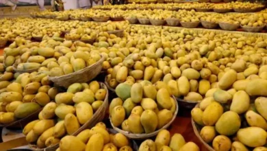 যুক্তরাষ্ট্রে প্রবেশে বাধা, ধ্বংস হলো ভারতীয় আম: ক্ষতি প্রায় ৫ লাখ ডলার