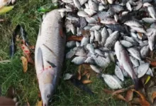 যুবদল নেতার পুকুরে গ্যাস ট্যাবলেট, প্রায় অর্ধ কোটি টাকার মাছ নিধন