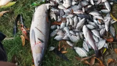 যুবদল নেতার পুকুরে গ্যাস ট্যাবলেট, প্রায় অর্ধ কোটি টাকার মাছ নিধন
