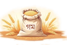 রাশিয়া আবার সস্তা গম আমদানির বড় উৎস