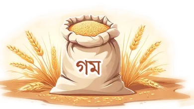 রাশিয়া আবার সস্তা গম আমদানির বড় উৎস