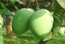 প্রথমবারের মতো চীন যাচ্ছে বাংলাদেশি আম