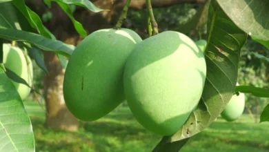 প্রথমবারের মতো চীন যাচ্ছে বাংলাদেশি আম