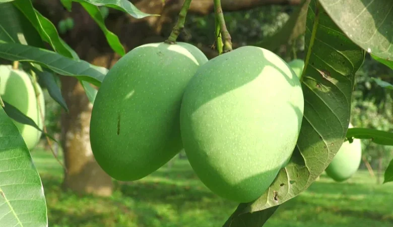 প্রথমবারের মতো চীন যাচ্ছে বাংলাদেশি আম