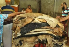 আমের পর বাংলাদেশ থেকে চামড়া আমদানির আগ্রহ চীনের