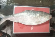 চাঁদপুরে আড়াই কেজির বিশাল ইলিশ বিক্রি ১৩ হাজার টাকায়