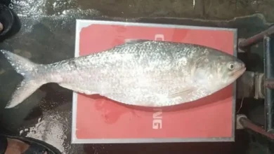 চাঁদপুরে আড়াই কেজির বিশাল ইলিশ বিক্রি ১৩ হাজার টাকায়