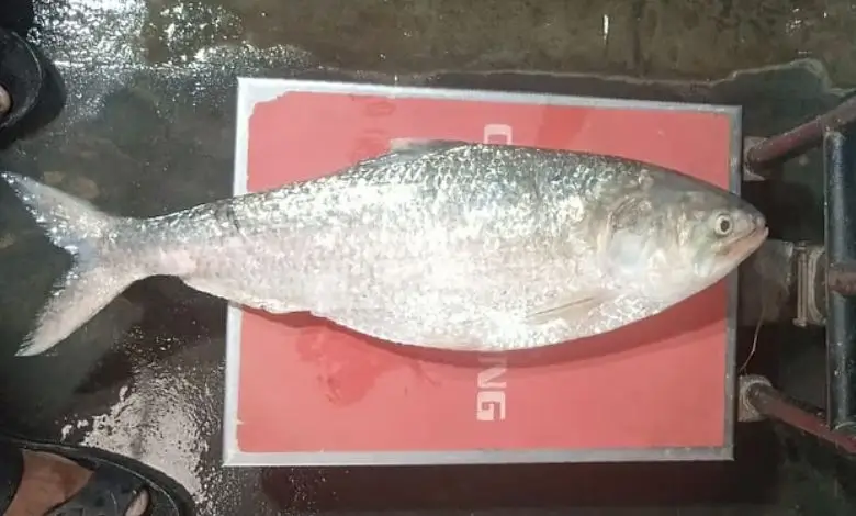 চাঁদপুরে আড়াই কেজির বিশাল ইলিশ বিক্রি ১৩ হাজার টাকায়