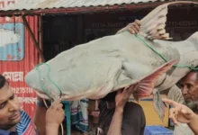 পদ্মা নদীতে ধরা পড়ল ৫০ কেজির বাগাড় মাছ, বিক্রি হলো ৭৭ হাজার টাকায়