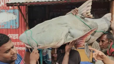 পদ্মা নদীতে ধরা পড়ল ৫০ কেজির বাগাড় মাছ, বিক্রি হলো ৭৭ হাজার টাকায়