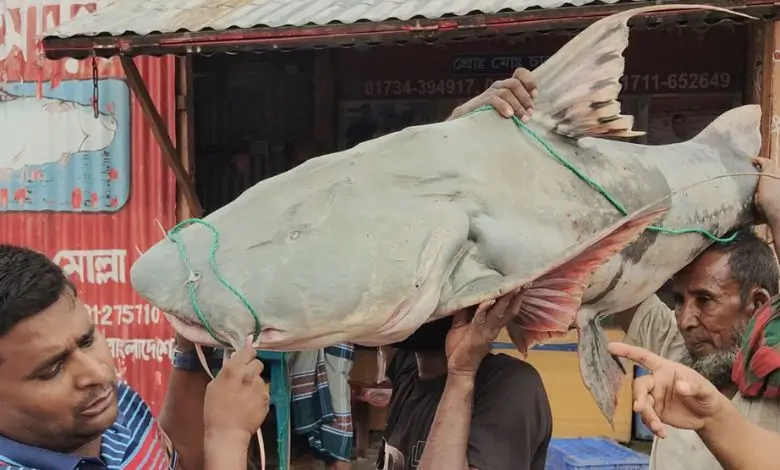 পদ্মা নদীতে ধরা পড়ল ৫০ কেজির বাগাড় মাছ, বিক্রি হলো ৭৭ হাজার টাকায়