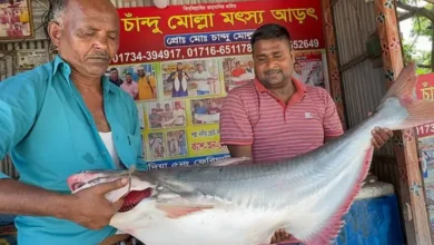 দৌলতদিয়ায় ১৯ কেজির পাঙাশ ৩০ হাজারে বিক্রি