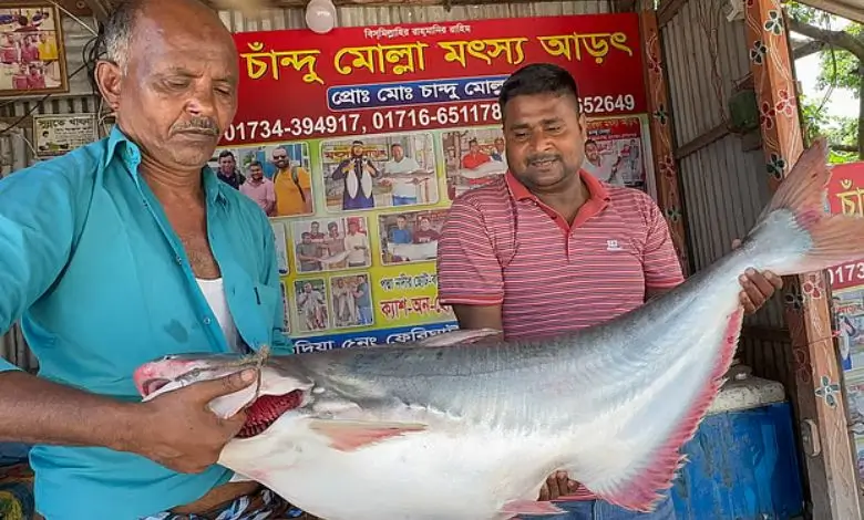 দৌলতদিয়ায় ১৯ কেজির পাঙাশ ৩০ হাজারে বিক্রি