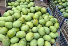 রাজশাহীতে আমের বাম্পার ফলন, কমেছে দাম