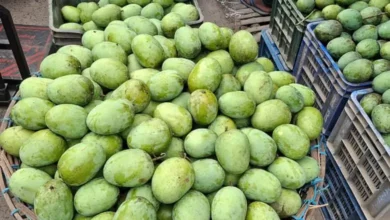 রাজশাহীতে আমের বাম্পার ফলন, কমেছে দাম
