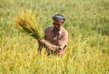 ২০২৫-২৬ বাজেটে কৃষিকাজ থেকে ৫ লাখ টাকা পর্যন্ত করমুক্ত আয়