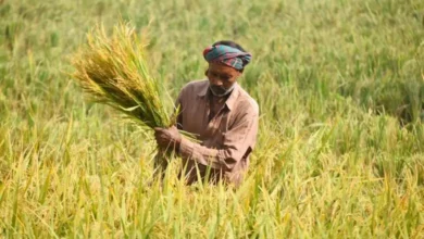 ২০২৫-২৬ বাজেটে কৃষিকাজ থেকে ৫ লাখ টাকা পর্যন্ত করমুক্ত আয়