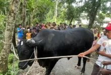 ‘কালো মানিক’ গ্রহণ করেননি খালেদা জিয়া