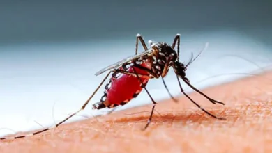 ডেঙ্গুতে মৃত্যুর সংখ্যা বেড়ে দুই, হাসপাতালে ভর্তি ৩২৬ জন