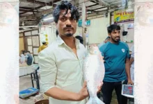 পদ্মার আড়াই কেজির ইলিশ ১৩ হাজার টাকায় বিক্রি