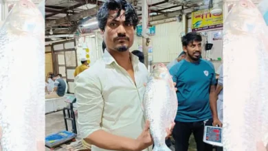 পদ্মার আড়াই কেজির ইলিশ ১৩ হাজার টাকায় বিক্রি