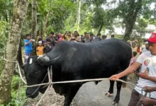 খালেদা জিয়াকে উপহার দিতে ‘কালো মানিক’ নিয়ে ঢাকার